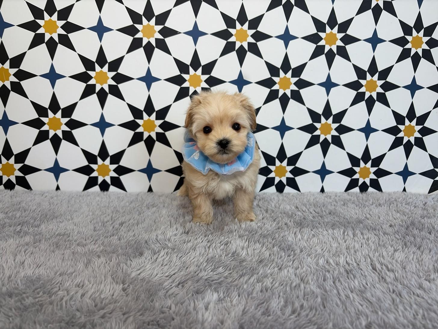 福岡県のマルプー(マルチーズ×プードル) (ぱぴぷぺっと福岡店/2025年10月24日生まれ/男の子/クリーム)の子犬の3枚目の画像