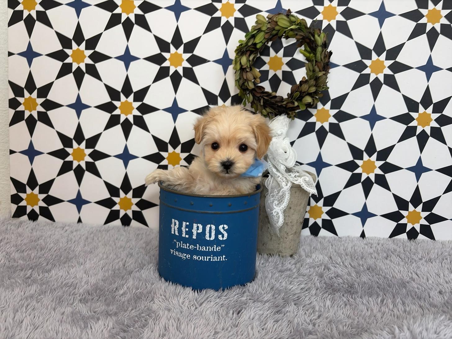 福岡県のマルプー(マルチーズ×プードル) (ぱぴぷぺっと福岡店/2025年10月24日生まれ/男の子/クリーム)の子犬の4枚目の画像