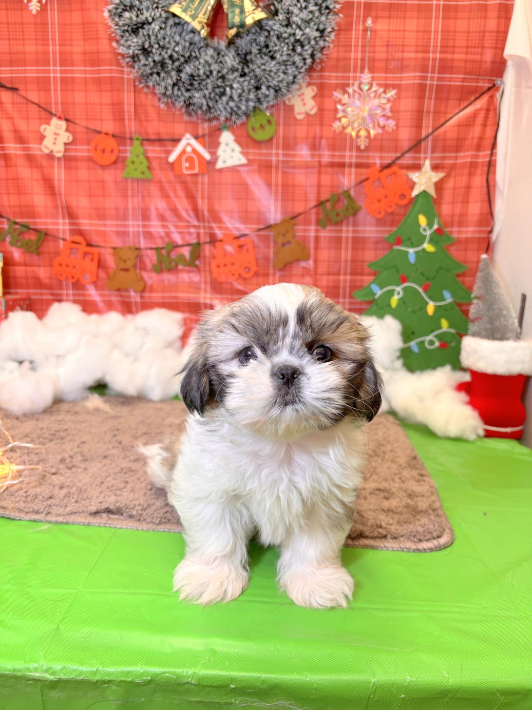 北海道のペキシーズー/ペキズー(ペキニーズ×シーズー) (ラブワンコ平岸店/2025年10月1日生まれ/男の子/ゴールドホワイト)の子犬