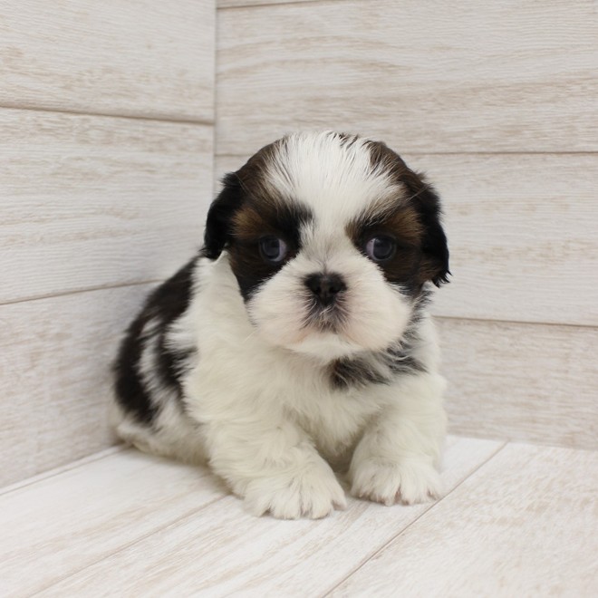 千葉県のシーズー (ペピカファミリー松戸店/2025年9月26日生まれ/男の子/ホワイトゴールド)の子犬の1枚目の画像