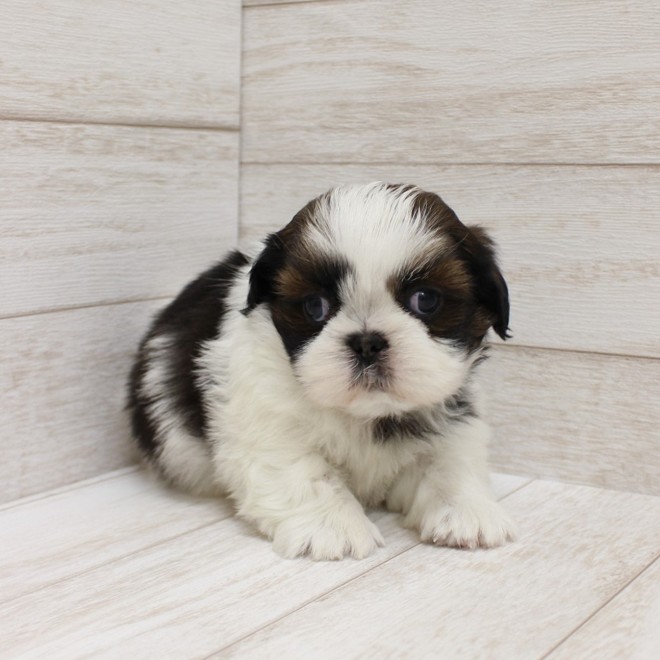 千葉県のシーズー (ペピカファミリー松戸店/2025年9月26日生まれ/男の子/ホワイトゴールド)の子犬の2枚目の画像