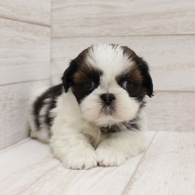 千葉県のシーズー (ペピカファミリー松戸店/2025年9月26日生まれ/男の子/ホワイトゴールド)の子犬の3枚目の画像