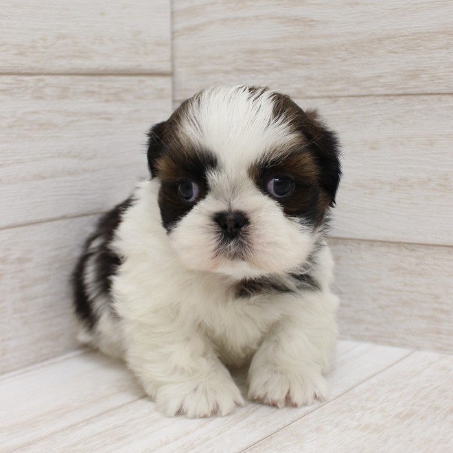 千葉県のシーズー (ペピカファミリー松戸店/2025年9月26日生まれ/男の子/ホワイトゴールド)の子犬の4枚目の画像