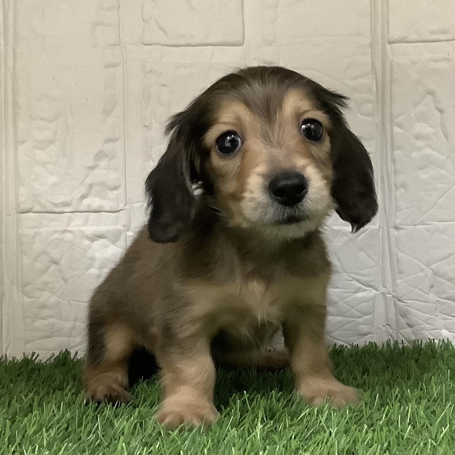 熊本県のカニンヘンダックスフンド(ロング) (ニコペットセレクト ドッグズホーム八代店/2025年12月3日生まれ/女の子/シェーデットイエロー)の子犬