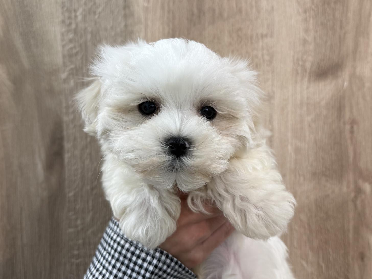 東京都のマルチーズ (ディスワン狛江店/2025年3月15日生まれ/男の子/ホワイト)の子犬