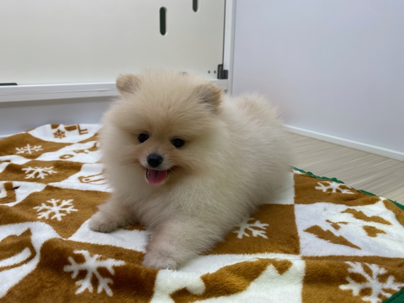 宮城県のポメラニアン (ズーズーカンパニー 八乙女店/2026年5月3日生まれ/男の子/クリーム)の子犬の2枚目の画像