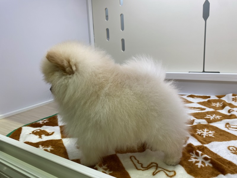 宮城県のポメラニアン (ズーズーカンパニー 八乙女店/2026年5月3日生まれ/男の子/クリーム)の子犬の3枚目の画像