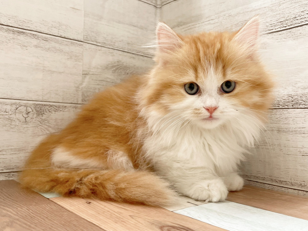 新潟県のマンチカン (竹内ペット 新津本店/2025年9月23日生まれ/女の子/レッドタビーホワイト)の子猫