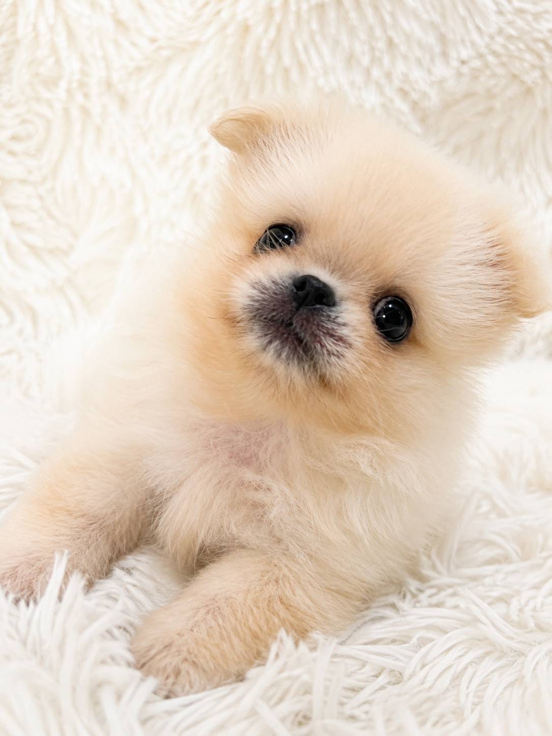 北海道のペキポメ/ポメペキ(ペキニーズ×ポメラニアン) (PETSHOP&SALON PU-PU-PU-/2026年6月30日生まれ/男の子/ホワイト)の子犬の1枚目の画像