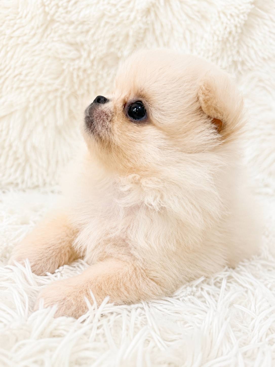 北海道のペキポメ/ポメペキ(ペキニーズ×ポメラニアン) (PETSHOP&SALON PU-PU-PU-/2026年6月30日生まれ/男の子/ホワイト)の子犬の2枚目の画像