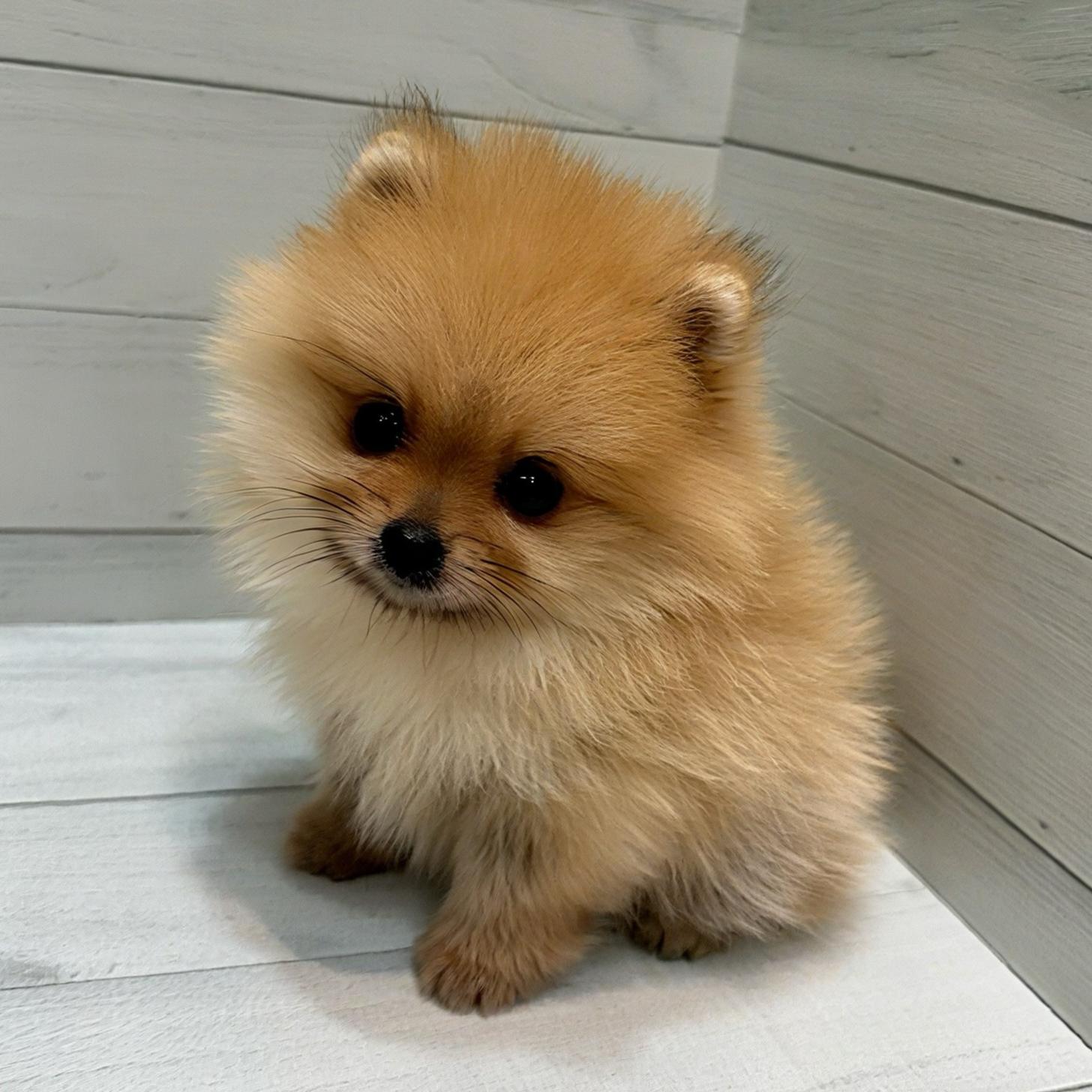 千葉県のポメラニアン (ペピカあびこ店/2025年7月11日生まれ/男の子/オレンジ)の子犬の1枚目の画像
