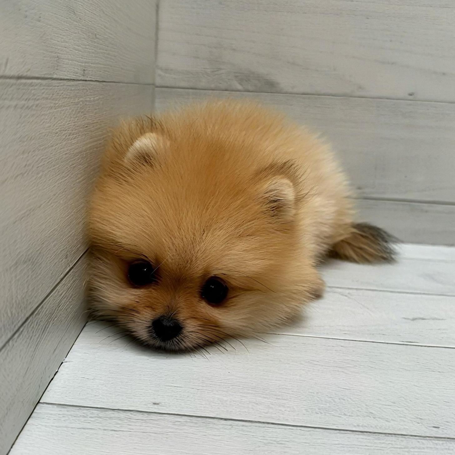 千葉県のポメラニアン (ペピカあびこ店/2025年7月11日生まれ/男の子/オレンジ)の子犬の4枚目の画像