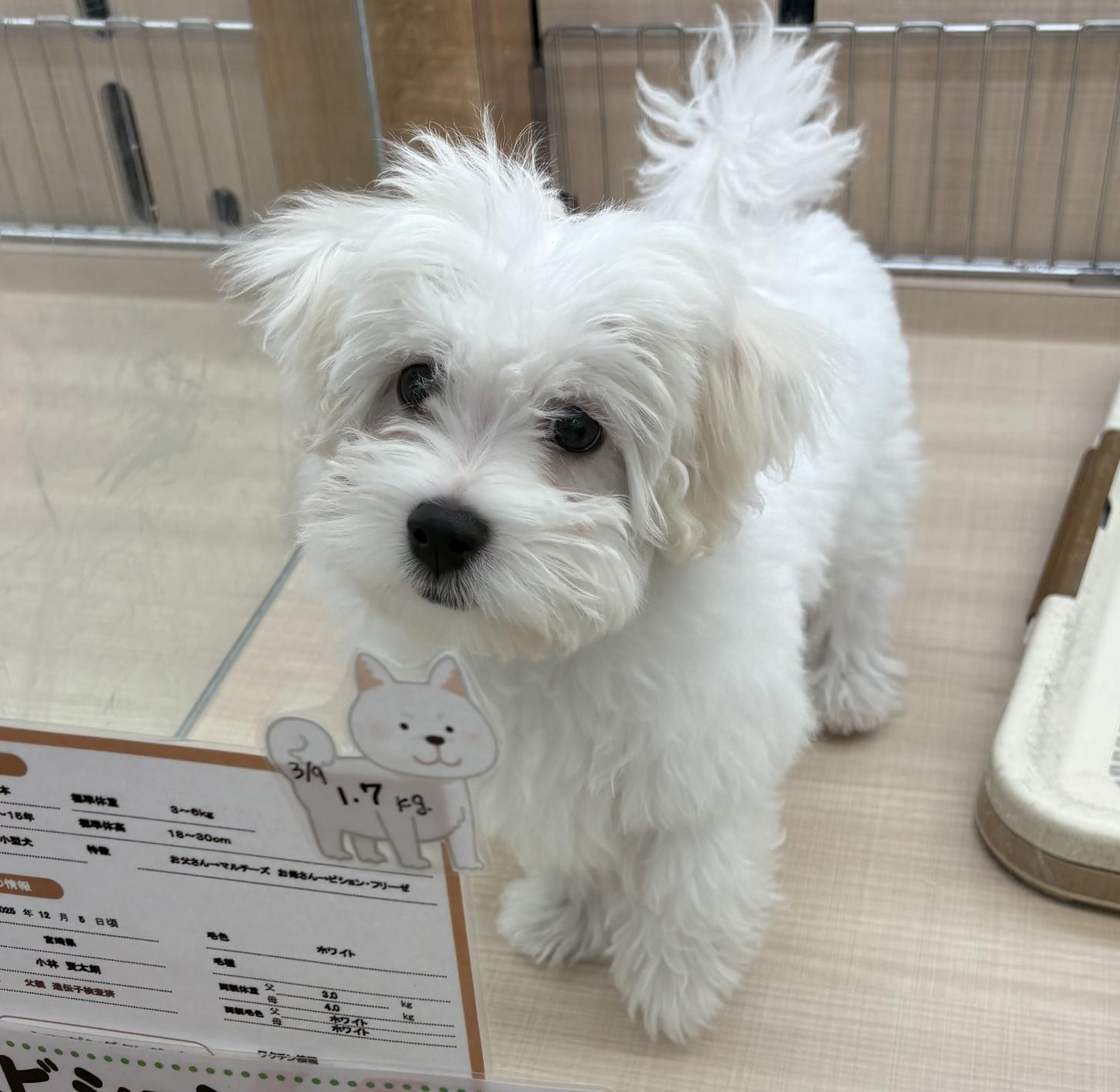 千葉県のハーフ犬・ミックス犬 (ペッツワン佐倉店/2025年12月5日生まれ/男の子/ホワイト)の子犬の1枚目の画像