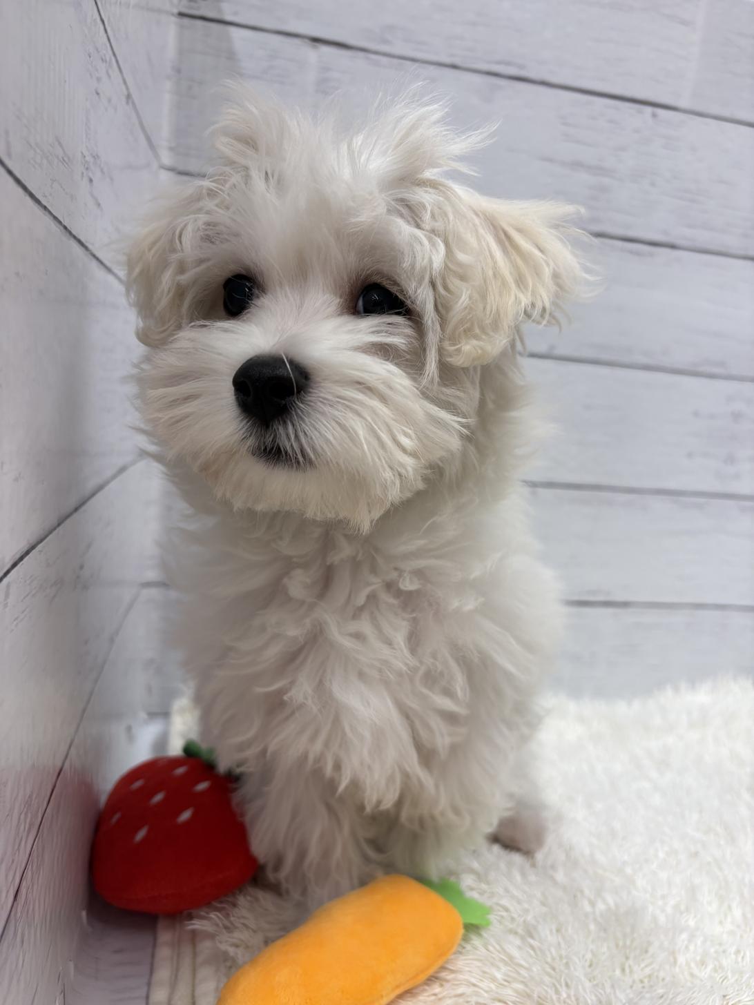 千葉県のハーフ犬・ミックス犬 (ペッツワン佐倉店/2025年12月5日生まれ/男の子/ホワイト)の子犬の1枚目の画像