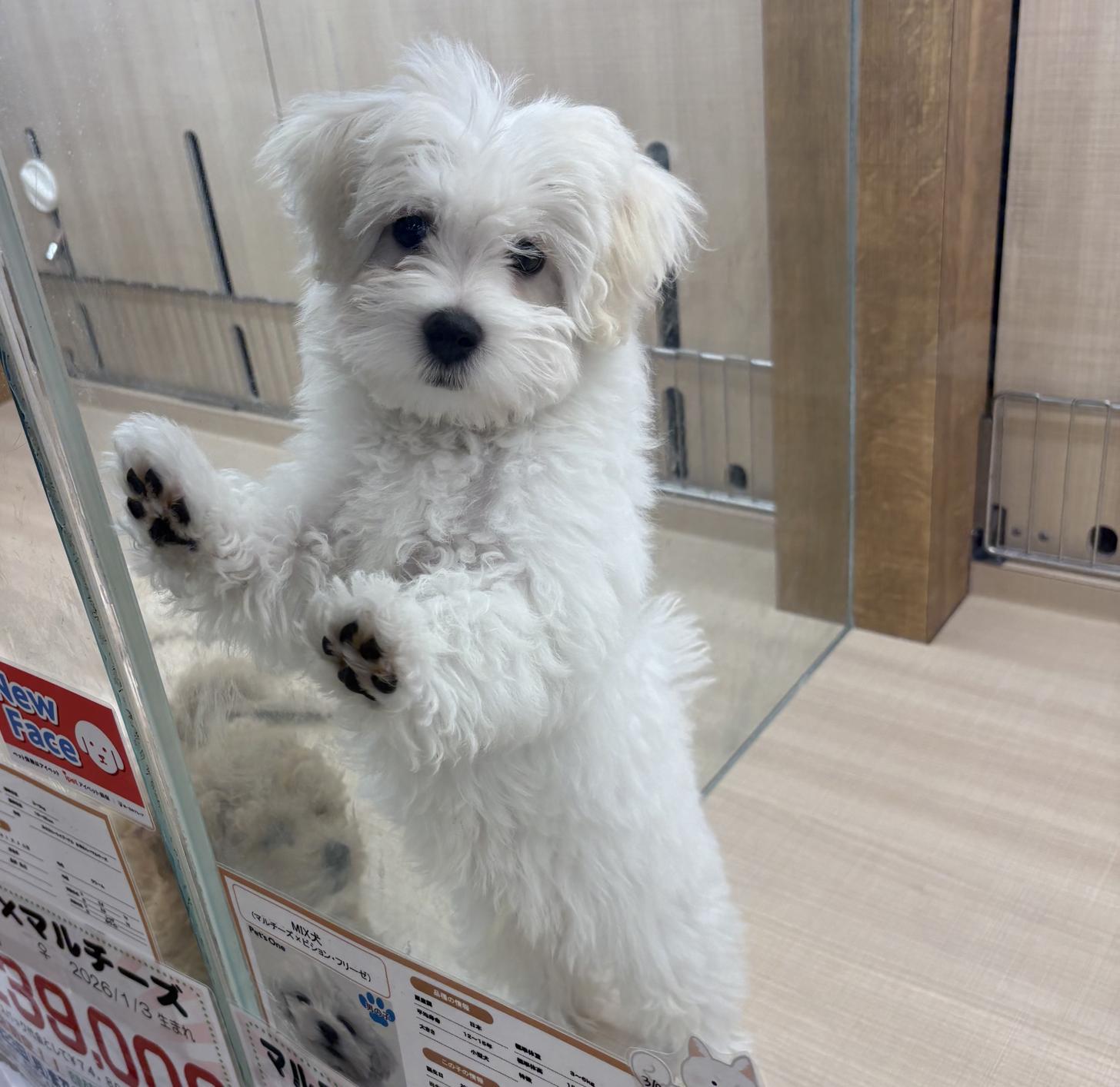 千葉県のハーフ犬・ミックス犬 (ペッツワン佐倉店/2025年12月5日生まれ/男の子/ホワイト)の子犬の2枚目の画像
