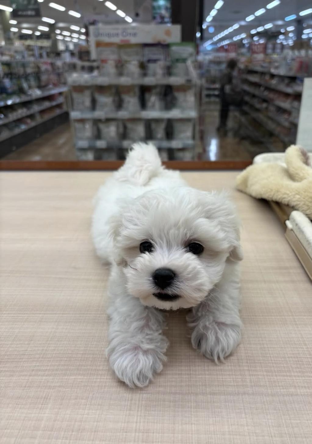 千葉県のハーフ犬・ミックス犬 (ペッツワン佐倉店/2025年12月5日生まれ/男の子/ホワイト)の子犬の2枚目の画像