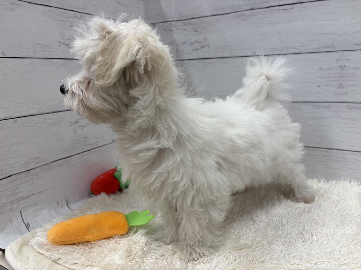 千葉県のハーフ犬・ミックス犬 (ペッツワン佐倉店/2025年12月5日生まれ/男の子/ホワイト)の子犬の3枚目の画像