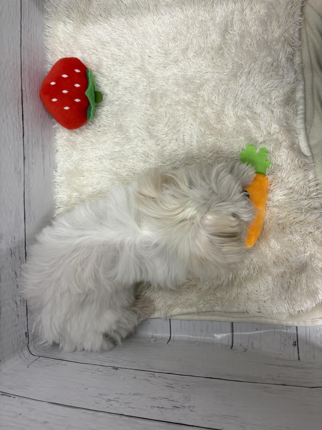 千葉県のハーフ犬・ミックス犬 (ペッツワン佐倉店/2025年12月5日生まれ/男の子/ホワイト)の子犬の4枚目の画像