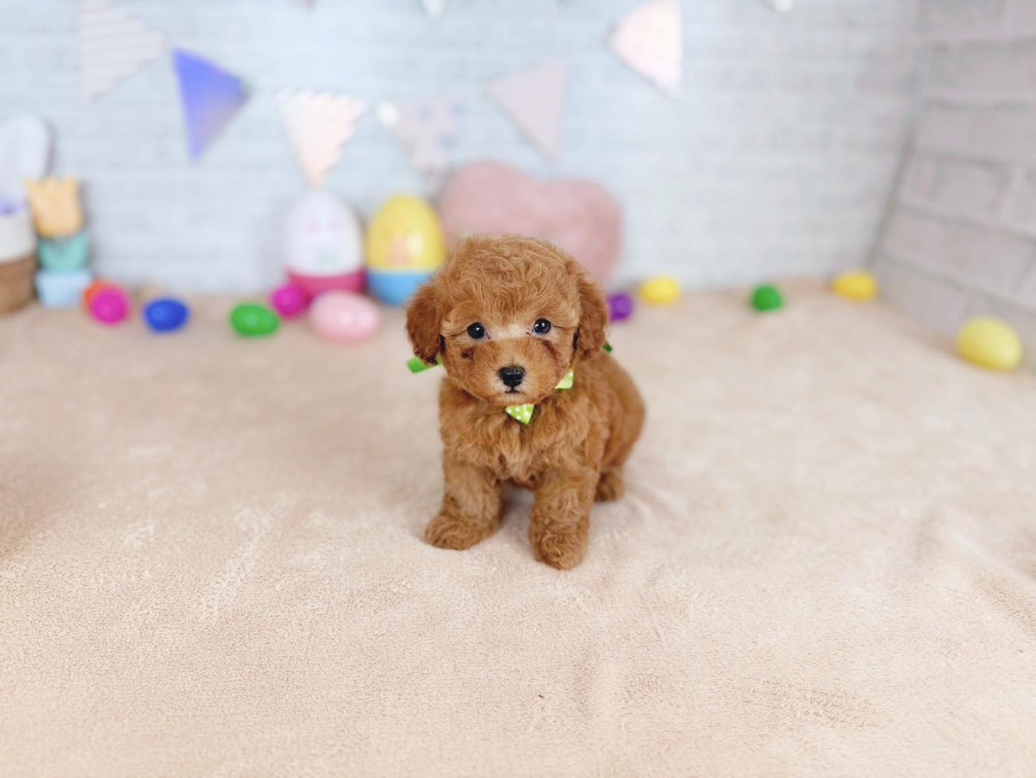 北海道のトイプードル(トイ) (ペットショップだんぼ/2026年1月1日生まれ/男の子/レッド)の子犬