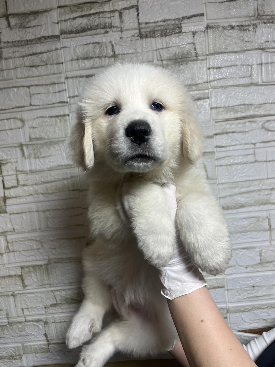 埼玉県のグレートピレニーズ (ペッツスマイル加須インター店/2026年1月13日生まれ/女の子/ホワイト)の子犬の1枚目の画像