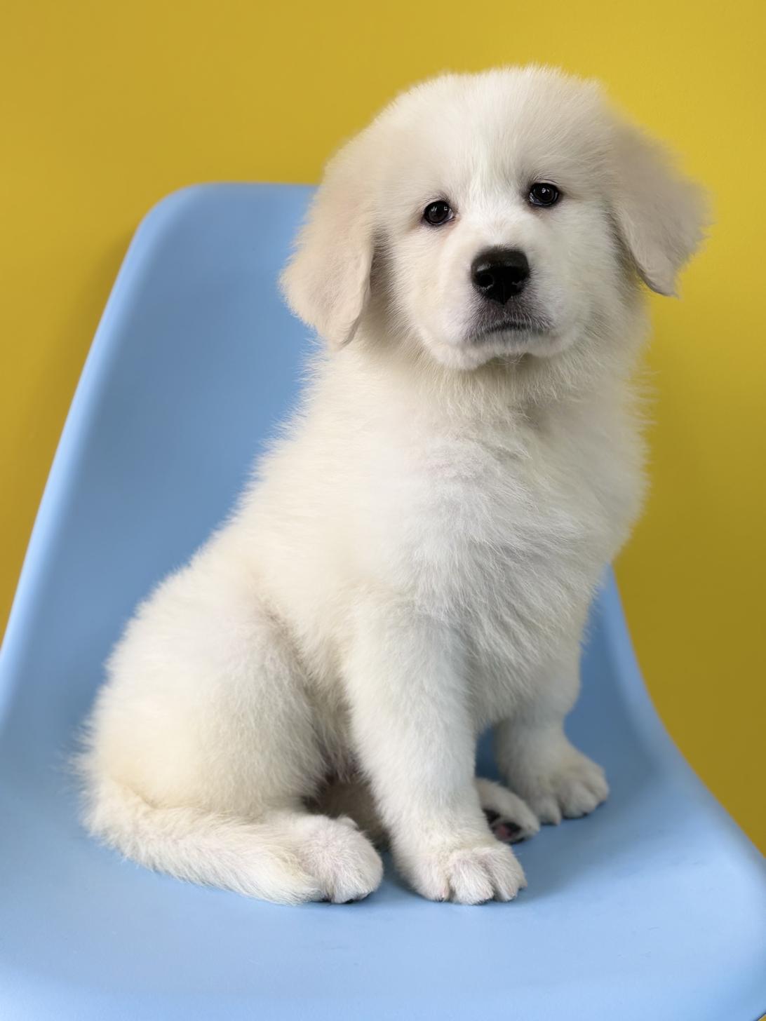 埼玉県のグレートピレニーズ (ペッツスマイル加須インター店/2026年1月13日生まれ/女の子/ホワイト)の子犬の1枚目の画像