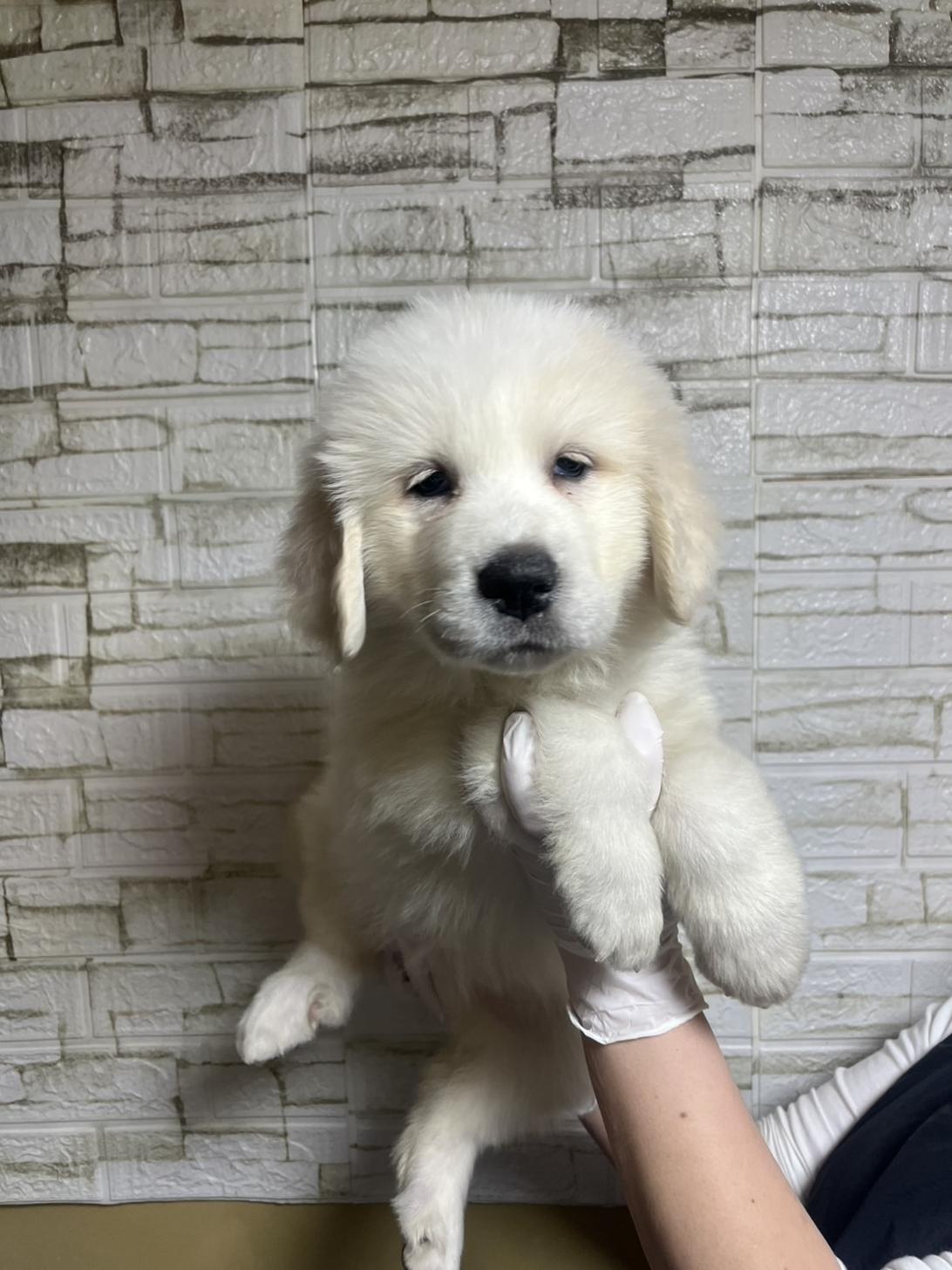 埼玉県のグレートピレニーズ (ペッツスマイル加須インター店/2026年1月13日生まれ/女の子/ホワイト)の子犬の2枚目の画像