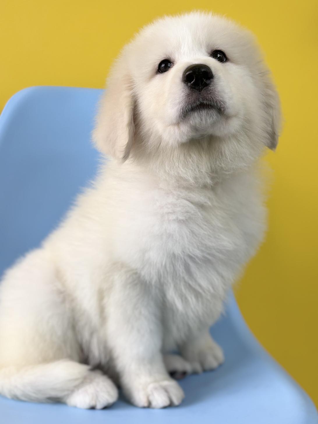 埼玉県のグレートピレニーズ (ペッツスマイル加須インター店/2026年1月13日生まれ/女の子/ホワイト)の子犬の2枚目の画像