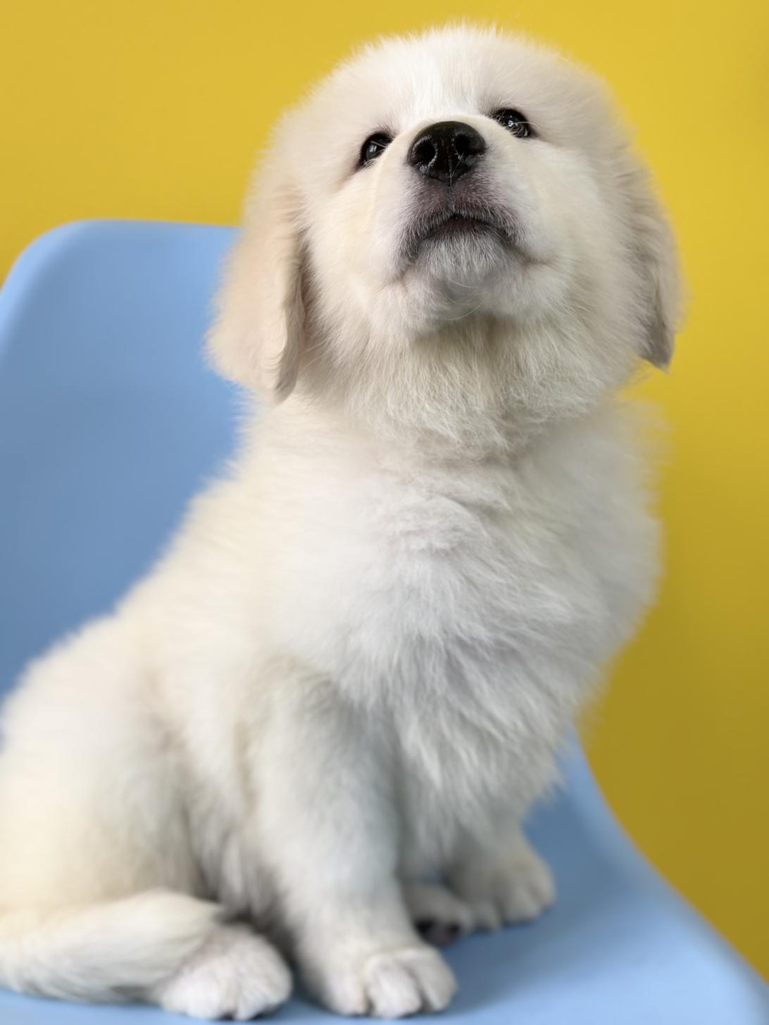 埼玉県のグレートピレニーズ (ペッツスマイル加須インター店/2026年1月13日生まれ/女の子/ホワイト)の子犬の3枚目の画像