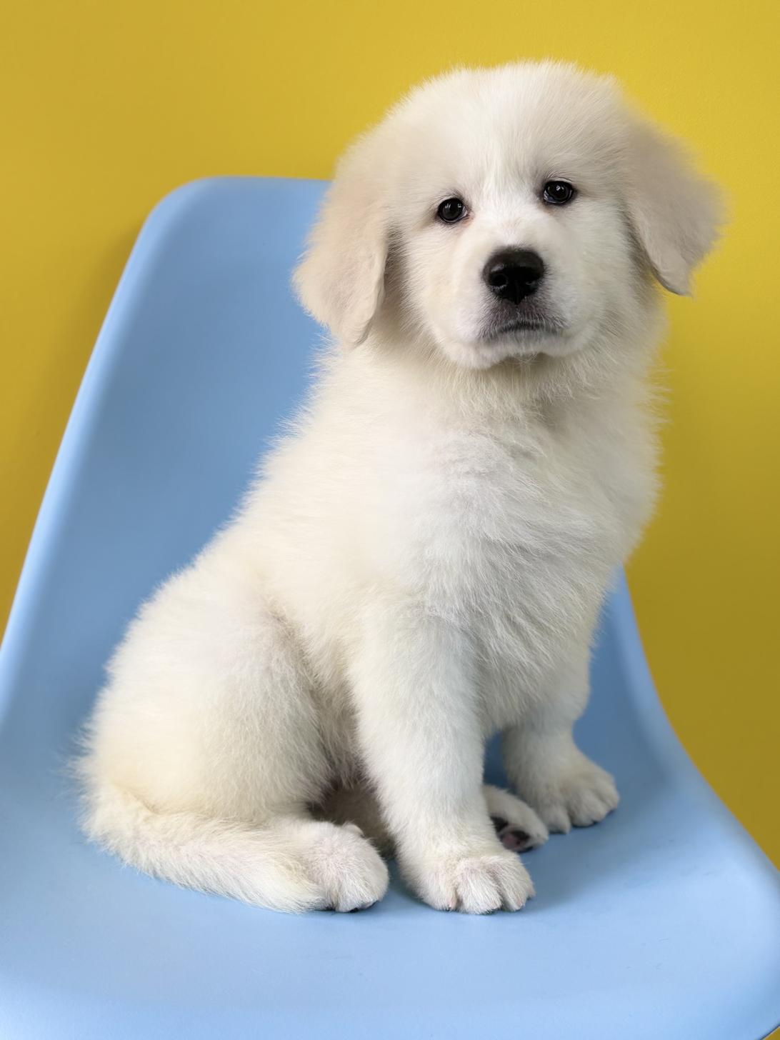 埼玉県のグレートピレニーズ (ペッツスマイル加須インター店/2026年1月13日生まれ/女の子/ホワイト)の子犬の4枚目の画像