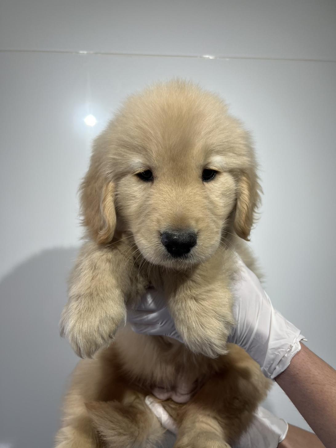 埼玉県のゴールデンレトリバー (ペッツスマイル加須インター店/2025年11月29日生まれ/女の子/ゴールデン)の子犬の1枚目の画像