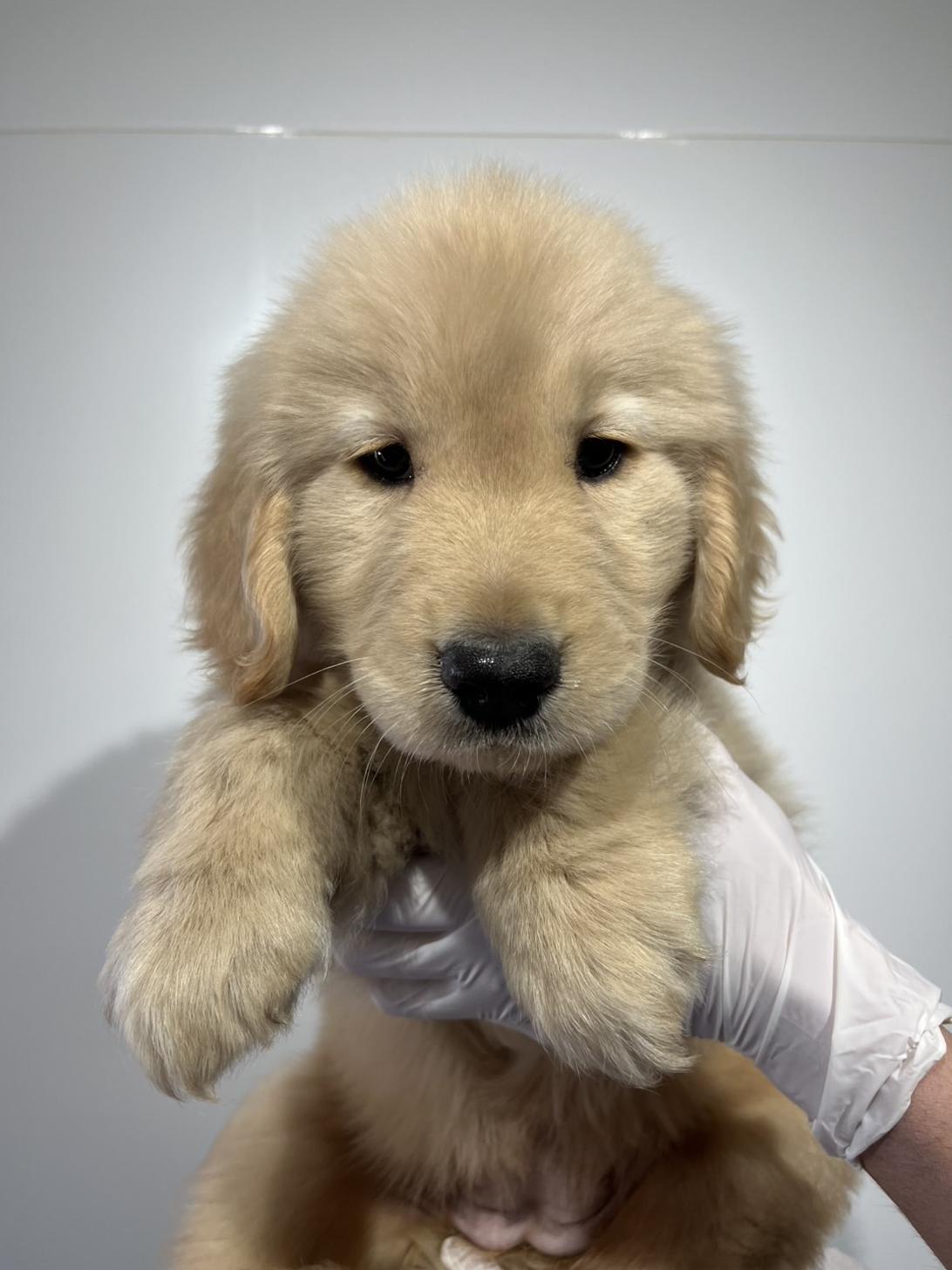 埼玉県のゴールデンレトリバー (ペッツスマイル加須インター店/2025年11月29日生まれ/女の子/ゴールデン)の子犬の2枚目の画像