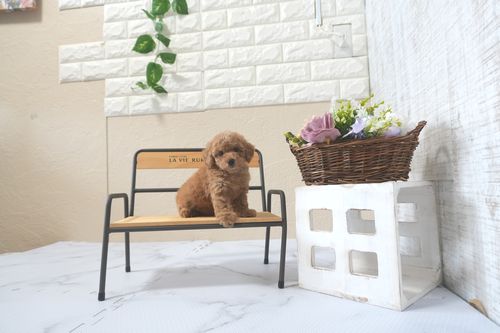 滋賀県のトイプードル(トイ) (いっぷく湖南店/2025年5月31日生まれ/男の子/レッドフォーン)の子犬の1枚目の画像