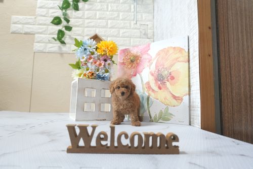 滋賀県のトイプードル(トイ) (いっぷく湖南店/2025年5月31日生まれ/男の子/レッドフォーン)の子犬の4枚目の画像