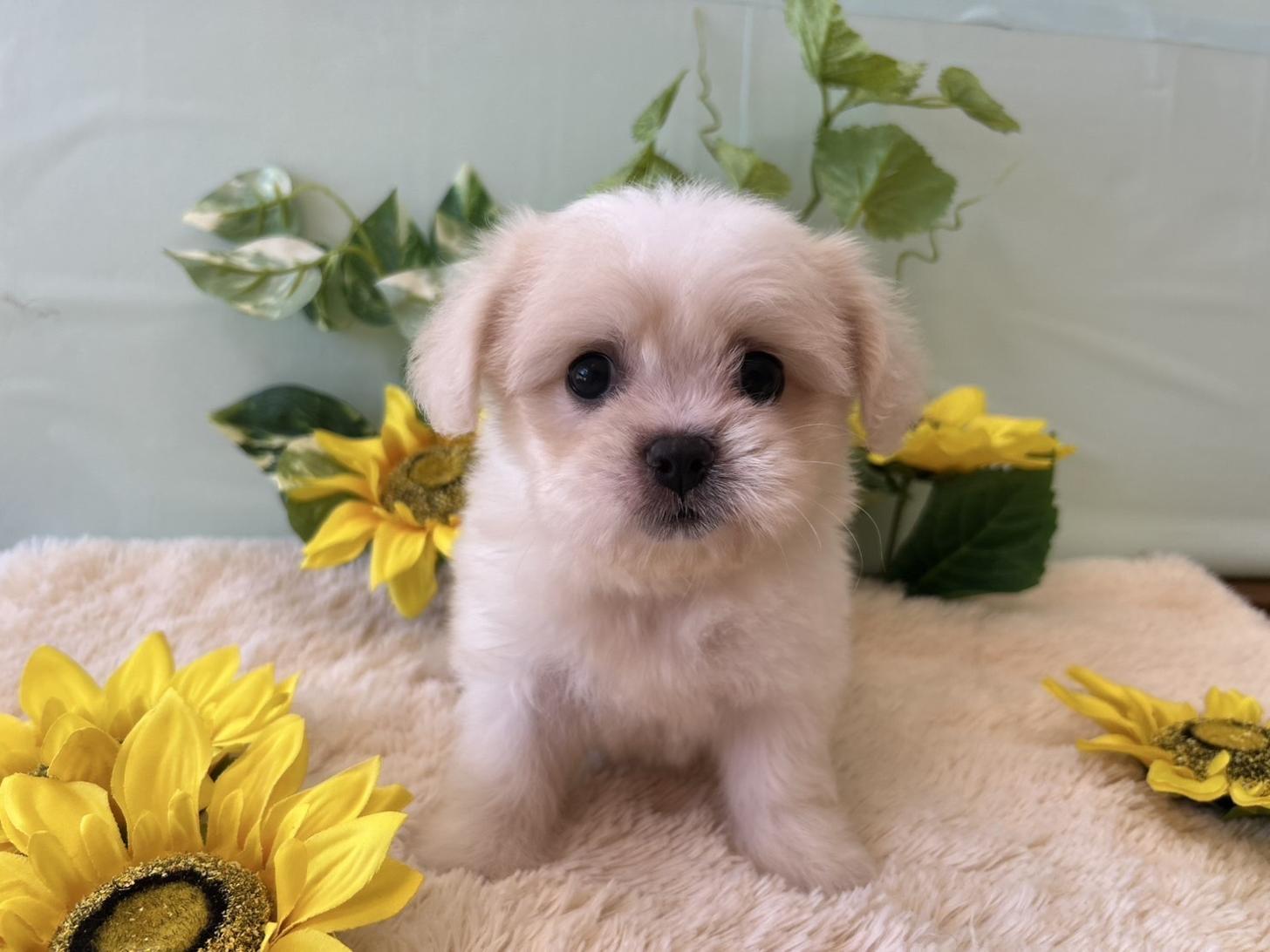 佐賀県のハーフ犬・ミックス犬 (スタードッグス新鳥栖店/2025年5月24日生まれ/女の子/ホワイトクリーム)の子犬の1枚目の画像