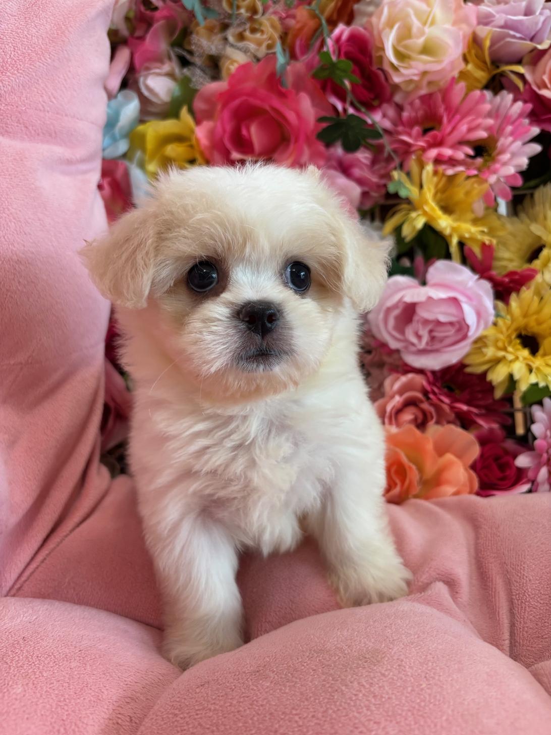 福岡県のハーフ犬・ミックス犬 (スタードッグス大牟田店/2025年5月24日生まれ/女の子/ホワイトクリーム)の子犬の1枚目の画像