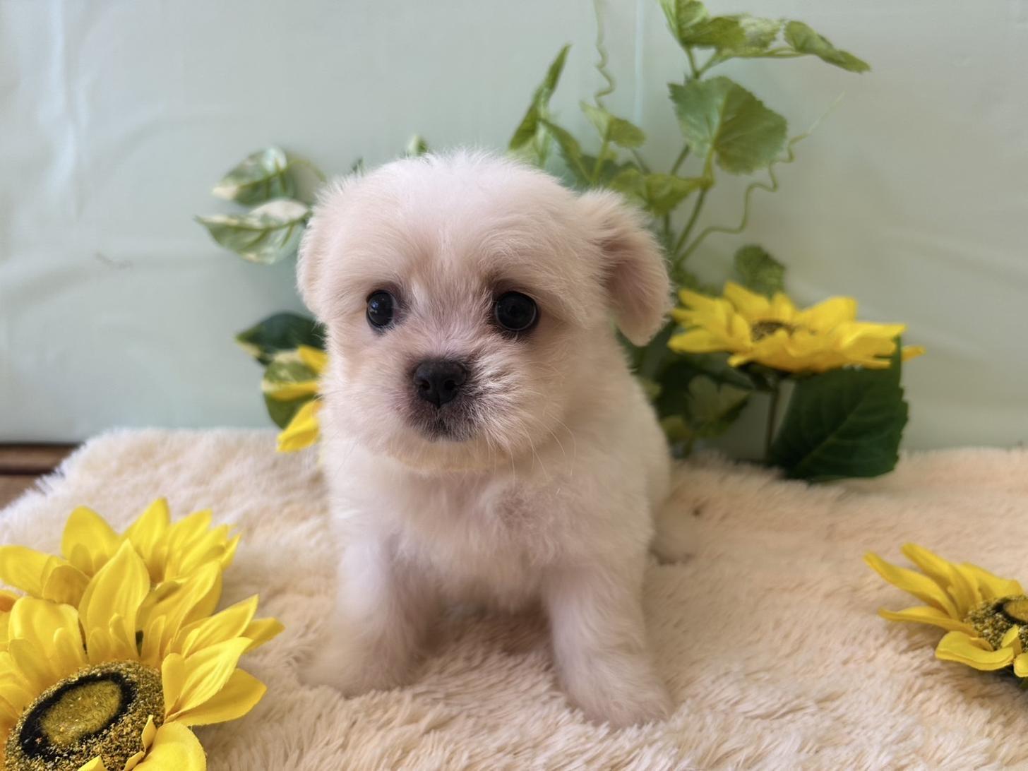 佐賀県のハーフ犬・ミックス犬 (スタードッグス新鳥栖店/2025年5月24日生まれ/女の子/ホワイトクリーム)の子犬の2枚目の画像