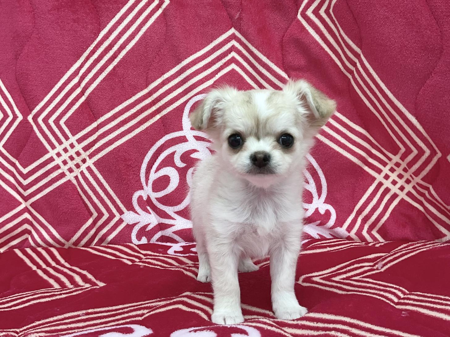 愛知県のチワワ(ロング) (ハピースペット春日井アミーゴ店/2026年2月14日生まれ/女の子/フォーンホワイト)の子犬の1枚目の画像