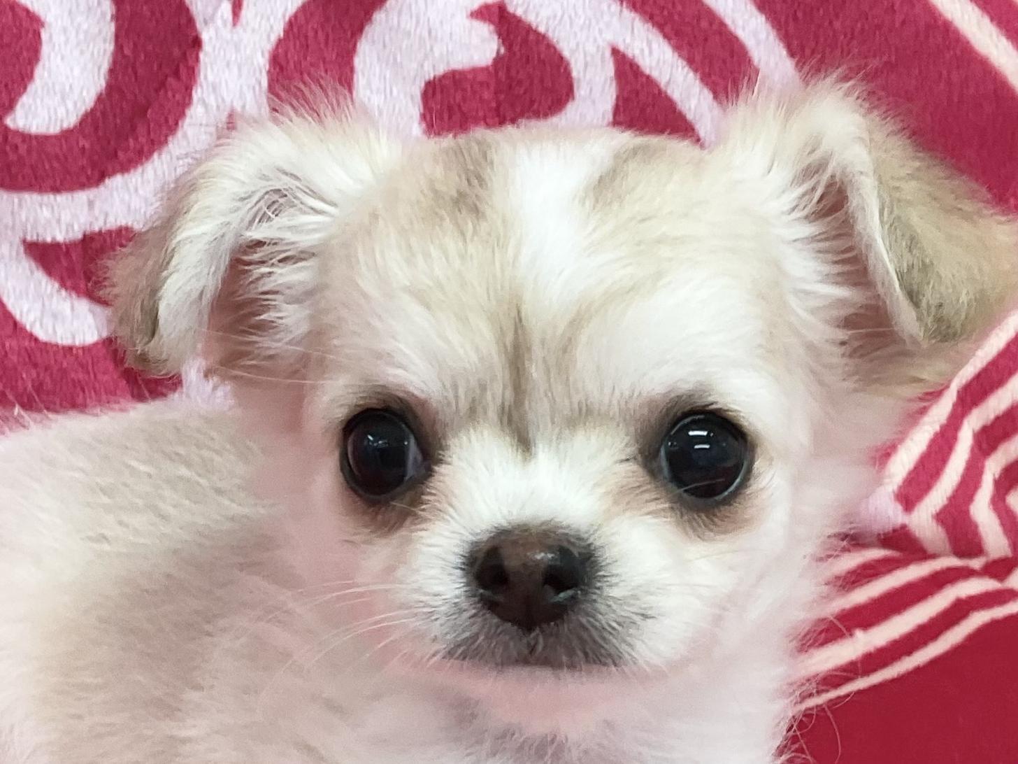 愛知県のチワワ(ロング) (ハピースペット春日井アミーゴ店/2026年2月14日生まれ/女の子/フォーンホワイト)の子犬の2枚目の画像