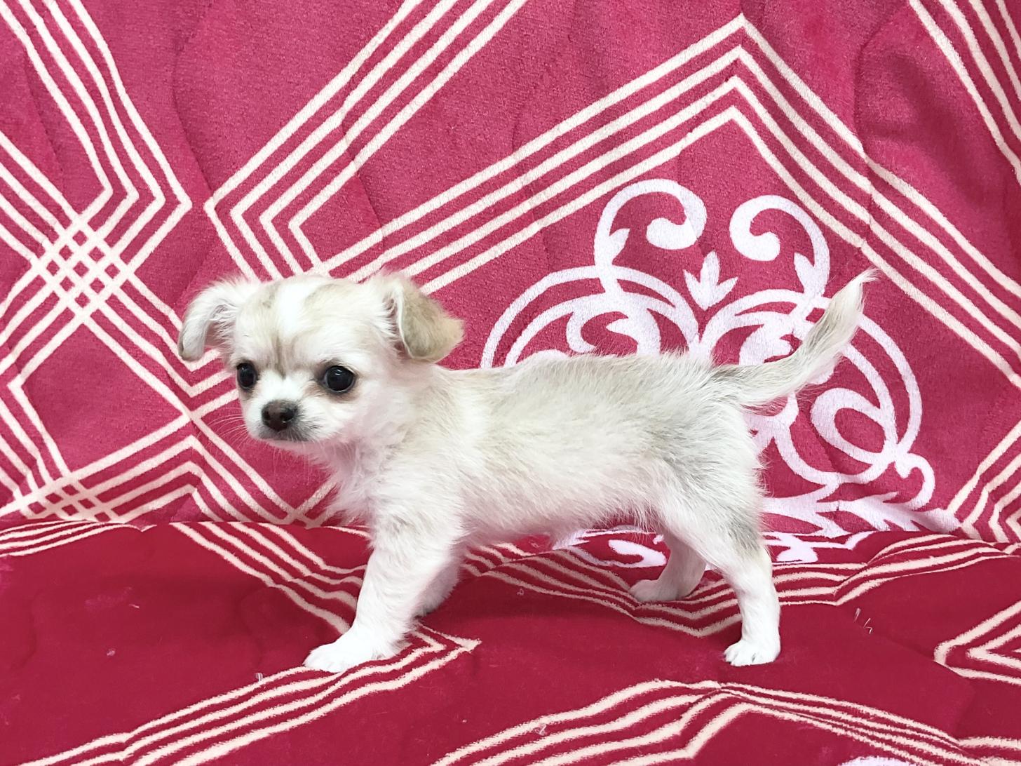 愛知県のチワワ(ロング) (ハピースペット春日井アミーゴ店/2026年2月14日生まれ/女の子/フォーンホワイト)の子犬の3枚目の画像