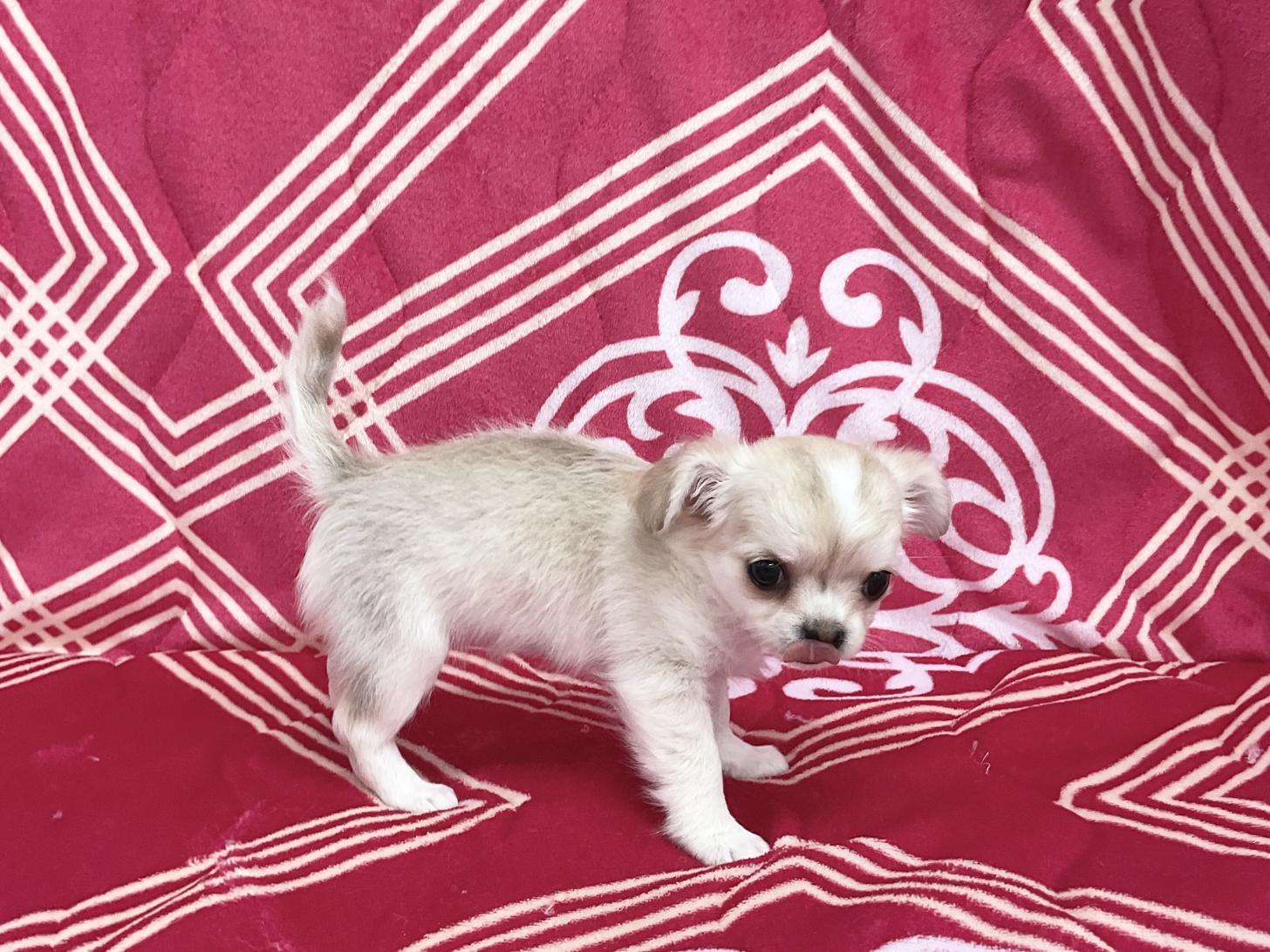 愛知県のチワワ(ロング) (ハピースペット春日井アミーゴ店/2026年2月14日生まれ/女の子/フォーンホワイト)の子犬の4枚目の画像