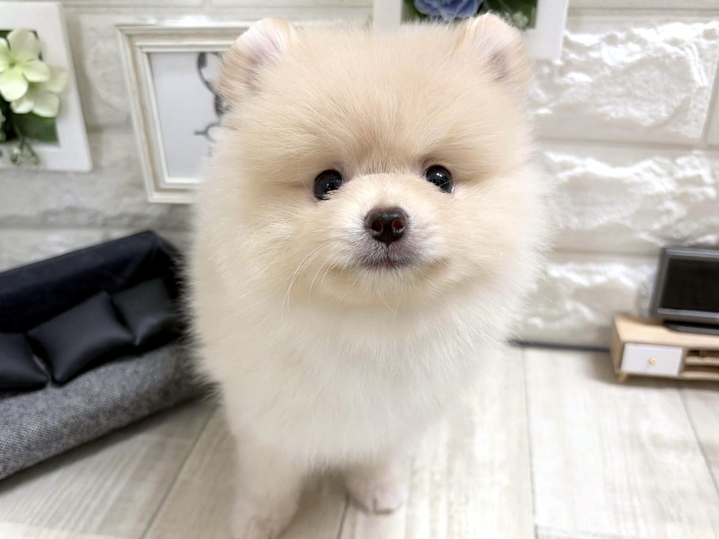 大阪府のポメラニアン (DOGMAN平野瓜破店/2026年7月4日生まれ/男の子/クリーム)の子犬の1枚目の画像