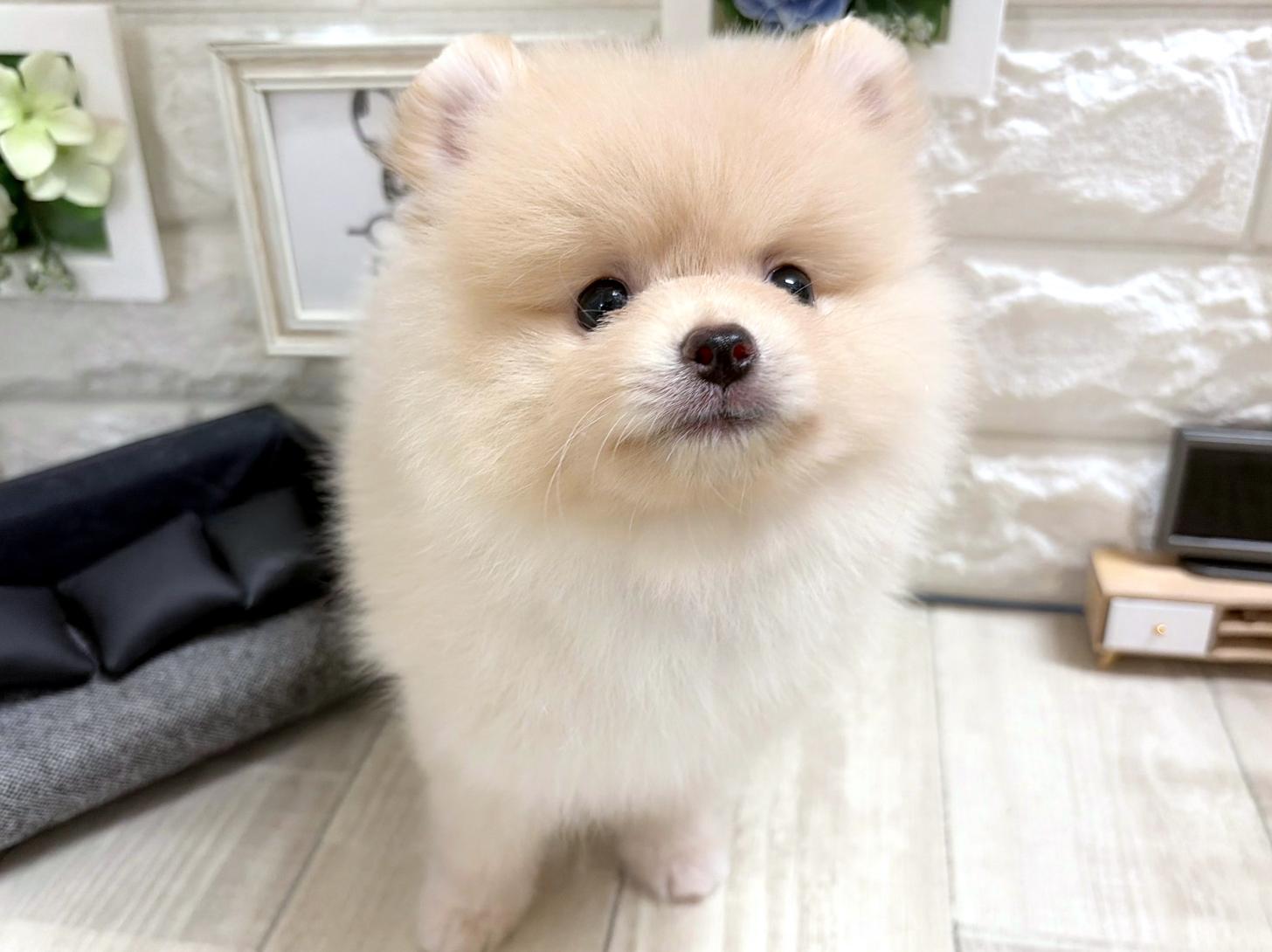 大阪府のポメラニアン (DOGMAN平野瓜破店/2026年7月4日生まれ/男の子/クリーム)の子犬の2枚目の画像
