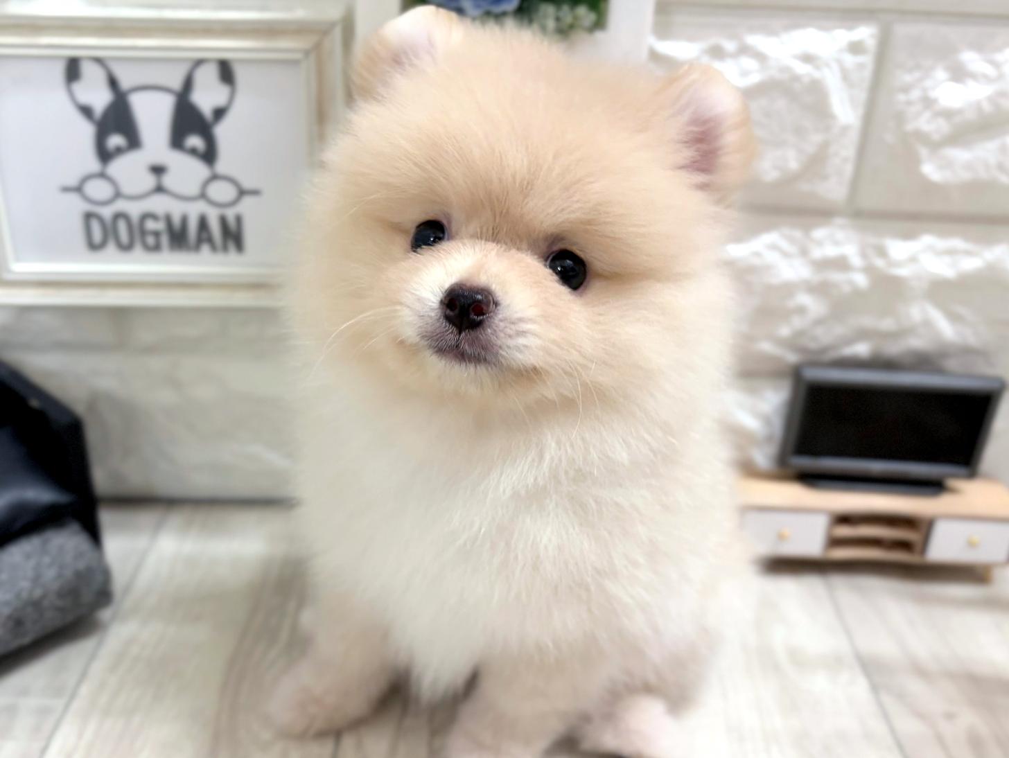 大阪府のポメラニアン (DOGMAN平野瓜破店/2026年7月4日生まれ/男の子/クリーム)の子犬の3枚目の画像