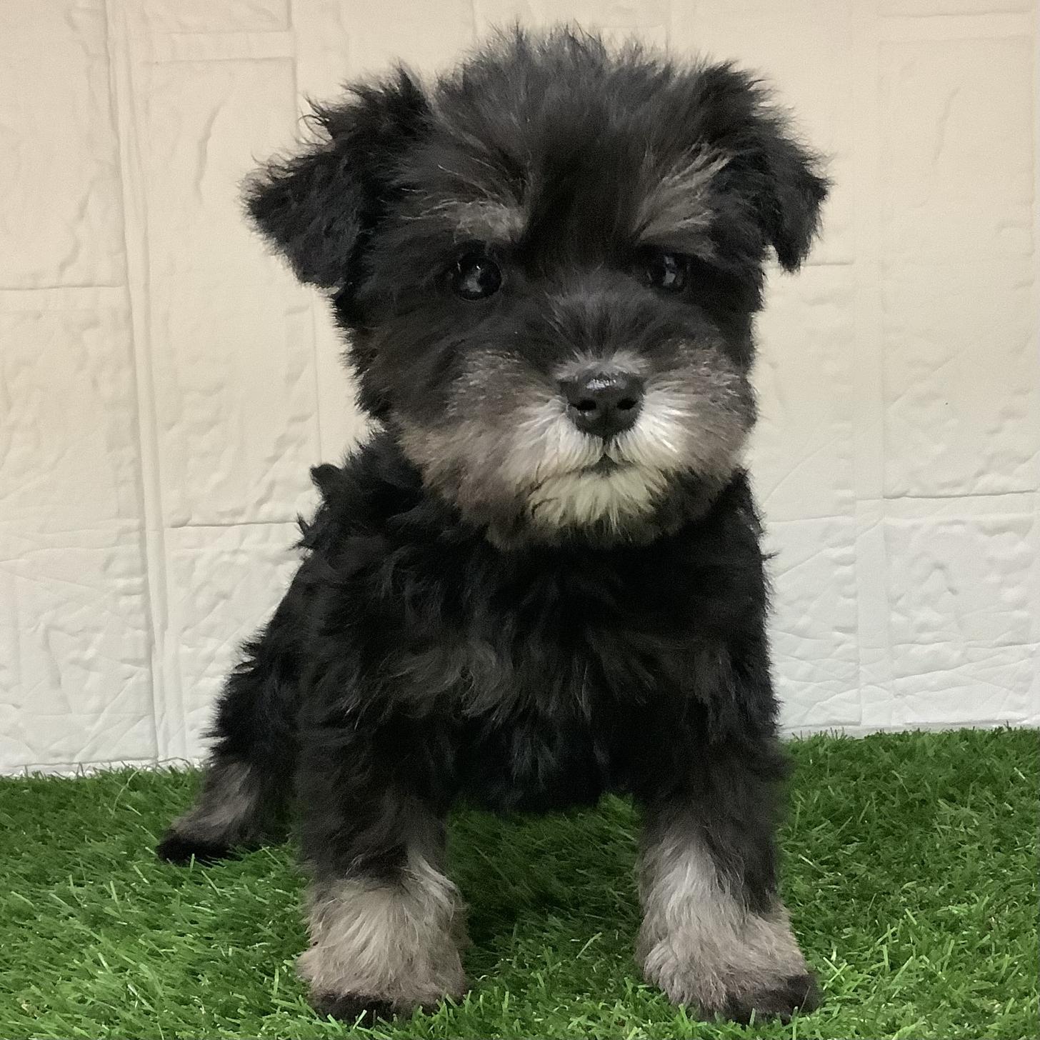 福岡県のミニチュアシュナウザー (ディスワン ドッグズホーム大野城店/2026年1月8日生まれ/女の子/ブラックシルバー)の子犬