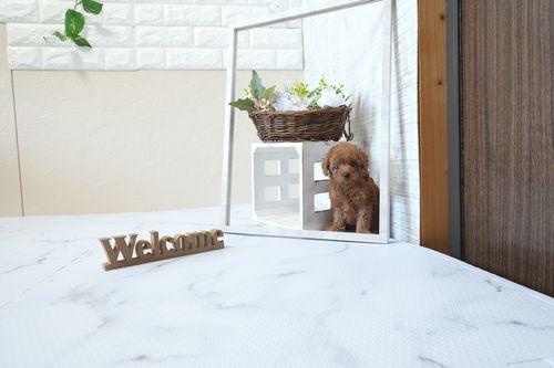 滋賀県のトイプードル(タイニー) (いっぷく湖南店/2026年2月26日生まれ/男の子/レッドフォーン)の子犬の1枚目の画像