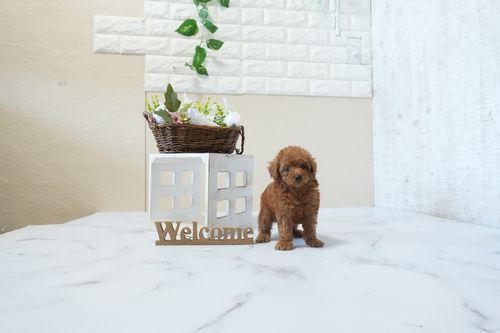 滋賀県のトイプードル(タイニー) (いっぷく湖南店/2026年2月26日生まれ/男の子/レッドフォーン)の子犬の2枚目の画像