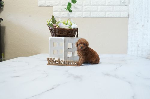 滋賀県のトイプードル(タイニー) (いっぷく湖南店/2026年2月26日生まれ/男の子/レッドフォーン)の子犬の3枚目の画像