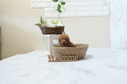 滋賀県のトイプードル(タイニー) (いっぷく湖南店/2026年2月26日生まれ/男の子/レッドフォーン)の子犬の4枚目の画像