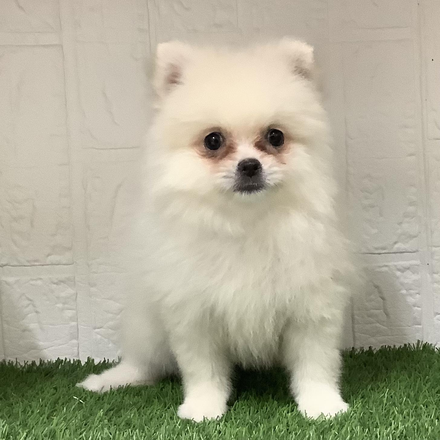 福岡県のポメラニアン (ドッグズホーム旗崎店/2026年4月12日生まれ/女の子/クリーム)の子犬