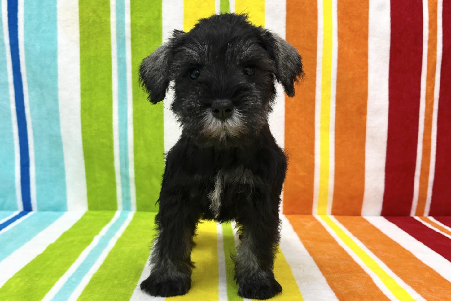 愛知県のミニチュアシュナウザー (ハピースペット一宮三条アミーゴ店/2025年10月22日生まれ/女の子/ソルトペッパー)の子犬の1枚目の画像